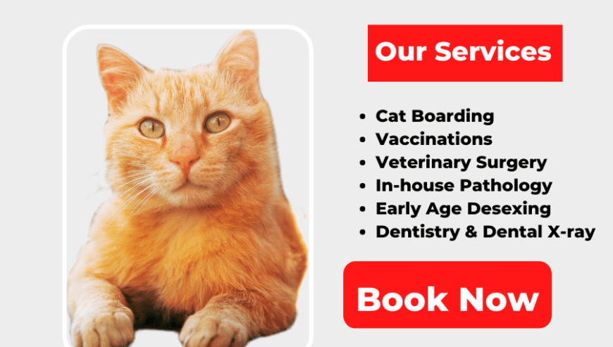 Best Long Term Cat Boarding in Sydney, Australia | Concord Veterinary Hospital