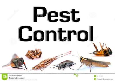 Best Pest Control Services in Udupi, Karnataka
