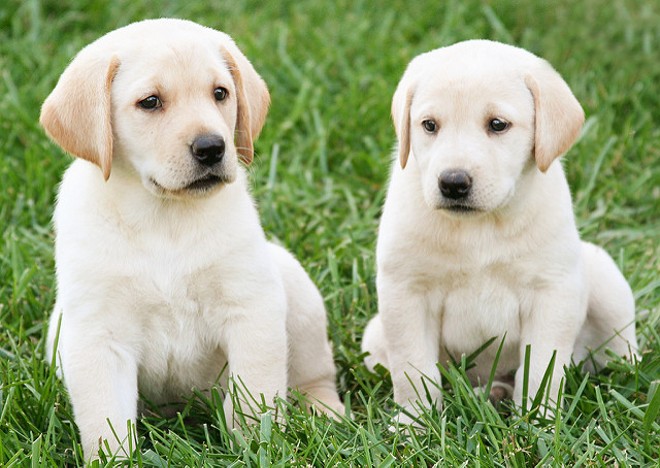 Dogs Available For Sale in Texas, USA