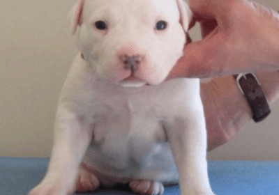 Pitbull Puppies For Sale in Addison, Dallas, USA