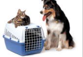 Best Pet Relocation and Transport Services in Chennai
