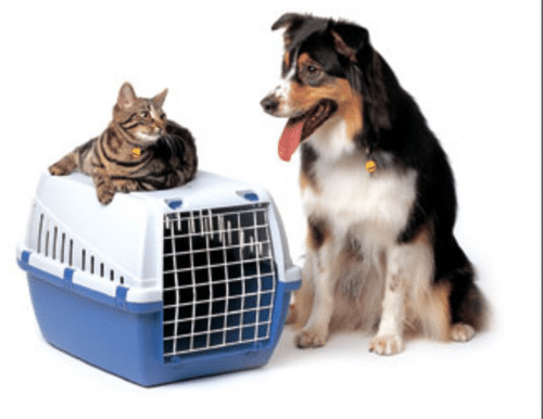 Best Pet Relocation and Transport Services in Chennai