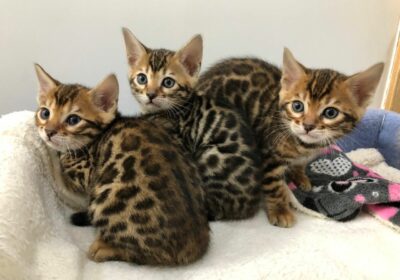 Lovely Bengal Kittens For Sale in Canada