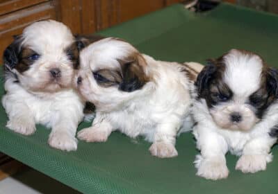 TOP QUALITY SHIH TZU PUPPIES AVAILABLE FOR SALE IN KOLLAM, KERALA