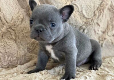 French Bulldog Puppies For Sale in Paramount, California, USA