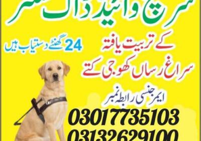 Find Khoji Dogs in Pakistan | Army Dog Center