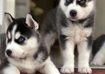 Top Quality Siberian Husky Puppies For Sale in Himayatnagar, MH