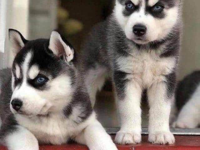 Top Quality Siberian Husky Puppies For Sale in Himayatnagar, MH