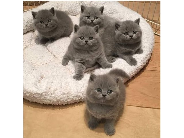 British Shorthair Kittens For Sale in Canada