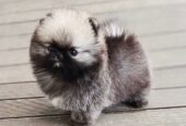 Teacup Pomeranian Puppies For Sale in Paramount, California, USA