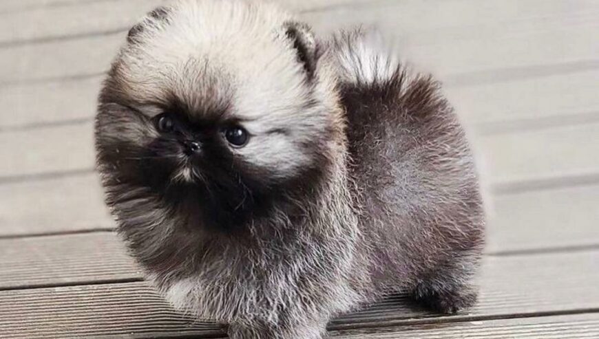 Teacup Pomeranian Puppies For Sale in Paramount, California, USA