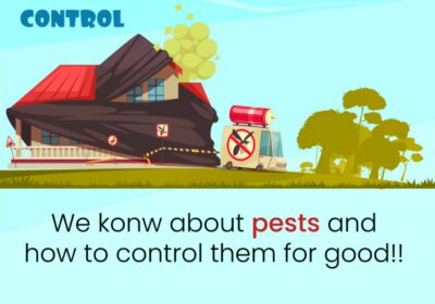 Best Pest Control Services in Bhandip, Mumbai | Mangala Pest Control