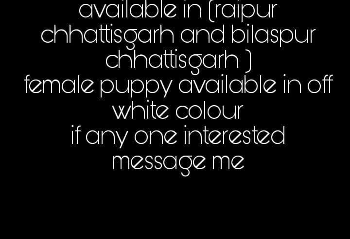 Labrador Female Puppy For Sale in Raipur, Chhattishgarh