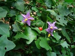 Natural Home Food Medicine Herbs in Singampunari, TN
