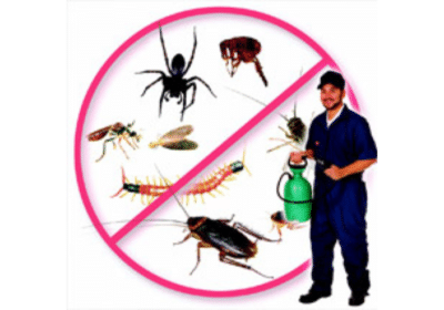 Best Pest Control Services in Bangalore | Pest Doctor