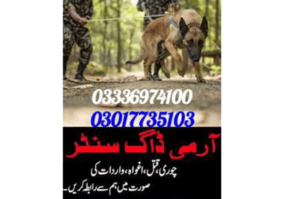 Find Traking Dogs in Okara, Pakistan | Army Dog Center