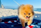 Best Breed Pomeranian Dog For Sale in USA