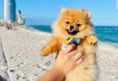 Best Breed Pomeranian Dog For Sale in USA