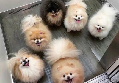 Cute Pomeranian Puppies For Sale in Israel