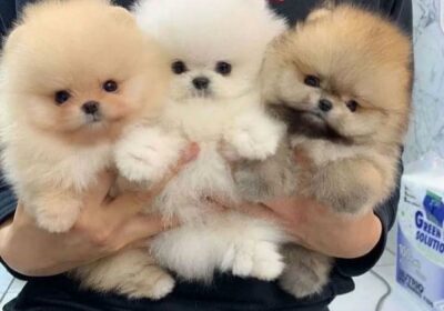 Cute Pomeranian Puppies Available For Sale in Switzerland