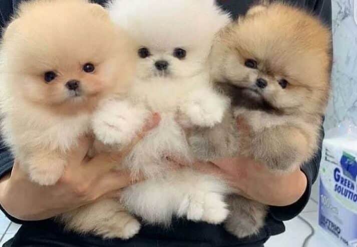 Cute Pomeranian Puppies Available For Sale in Switzerland - ADPOSTMAN