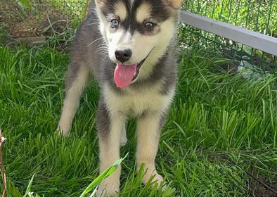 Lovely AKC Siberian Husky Puppies For Sale in USA