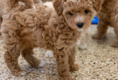 Maltipoo Puppies For Sale in California, USA | FilsMaltipooShop.com