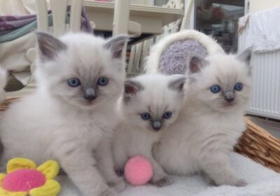 Home Raised Ragdoll Kittens For Sale in Florida, USA
