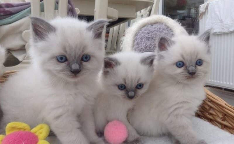 Home Raised Ragdoll Kittens For Sale in Florida, USA