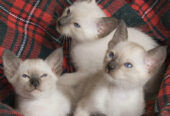 Siamese Kittens For Sale in United Kingdom