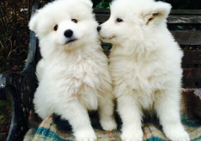 Magnificent Samoyed Pups For Sale in France