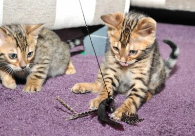 Registered Bengal Kittens For Sale in Utah, USA
