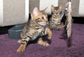 Registered Bengal Kittens For Sale in Utah, USA