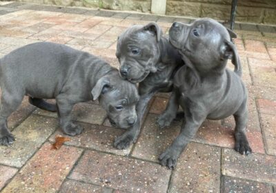 Staffordshire Bull Terrier Puppies For Sale in Australia