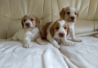 Available Cocker Spaniel Puppies For Rehoming in Maine, USA