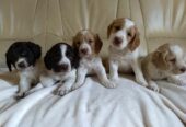 Available Cocker Spaniel Puppies For Rehoming in Maine, USA