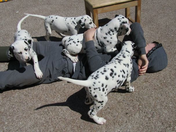 Dalmatian Pups For Sale in New Hampshire, USA
