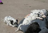 Dalmatian Pups For Sale in New Hampshire, USA