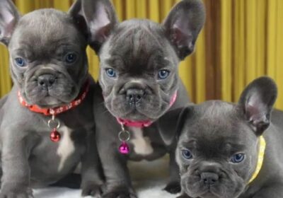 French Bulldog Puppies For Sale in Berlin, Germany