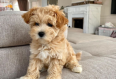Maltipoo Puppies For Sale in California, USA | FilsMaltipooShop.com