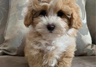 maltipoo-puppies-raised-with-love-5ee4df3bbb531