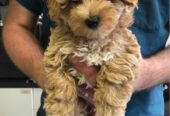 Adorable Maltipoo Puppy For Sale in Canada | FilsMaltipooShop.com