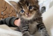 Maine Coon Kittens For Sale in Canada