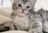 Maine Coon Kittens For Sale in Canada