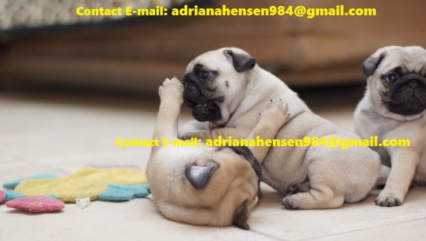 Well Trained and Registered Pug Puppies For Sale in Chelsea, UK