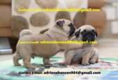 Well Trained and Registered Pug Puppies For Sale in Chelsea, UK