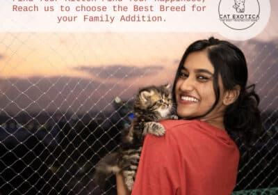 Best Cats For Sale in Bellandur, Bengaluru | Catexotica.com