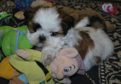2 Pure Bred Shih Tzu Puppies For Sale in New Zealand