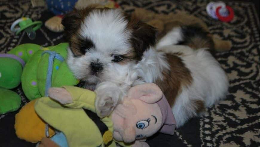 2 Pure Bred Shih Tzu Puppies For Sale in New Zealand