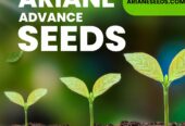 Buy Best Quality Hybride Seeds and Vegetable Seeds in Mahesana, GJ | Ariane Advance Seeds